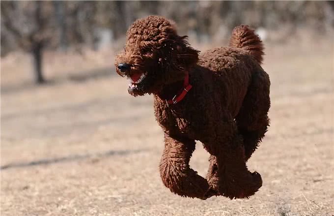 原来巨型贵宾犬这么好养!养了之后，真香