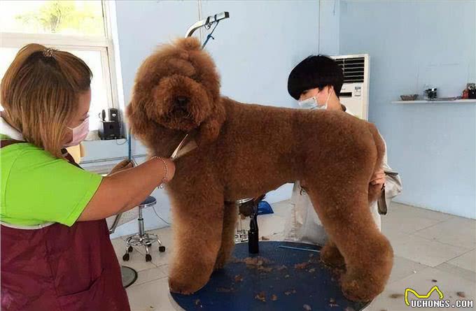 原来巨型贵宾犬这么好养!养了之后，真香