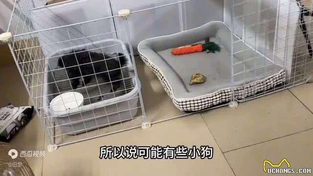 小狗超详细版定点大小便来咯—狗狗技能训练