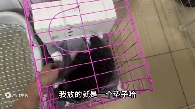 小狗超详细版定点大小便来咯—狗狗技能训练