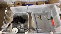 小狗超详细版定点大小便来咯—狗狗技能训练