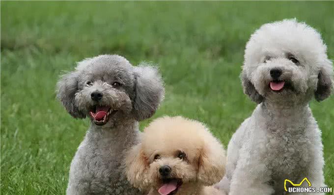 如何给发高烧的贵宾犬降温呢?这些方法你要试一下，一般不会错