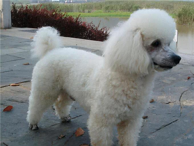 如何给发高烧的贵宾犬降温呢?这些方法你要试一下，一般不会错