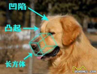 纯种金毛犬有6个特点，不少人养的都是串，你家狗狗纯吗