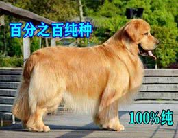 纯种金毛犬有6个特点，不少人养的都是串，你家狗狗纯吗