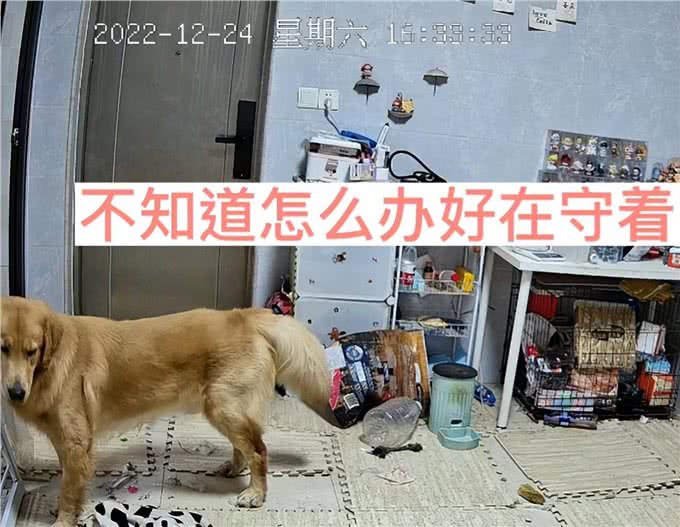 女子阳了后连续发烧5天，难受到痛哭，客厅狗狗的反应让人破防