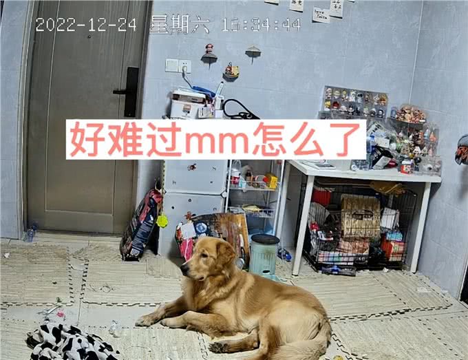 女子阳了后连续发烧5天，难受到痛哭，客厅狗狗的反应让人破防