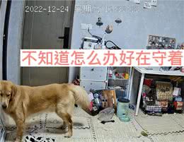 女子阳了后连续发烧5天，难受到痛哭，客厅狗狗的反应让人破防