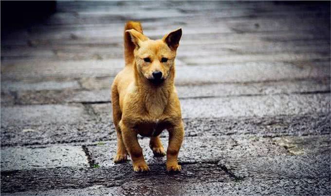 神犬矮脚虎，一口封喉狼青犬，还学豺爱掏肛，如今为何难得一见?