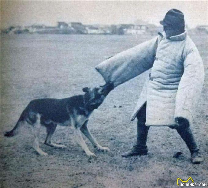 神犬矮脚虎，一口封喉狼青犬，还学豺爱掏肛，如今为何难得一见?
