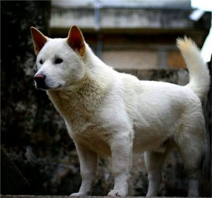 神犬矮脚虎，一口封喉狼青犬，还学豺爱掏肛，如今为何难得一见?