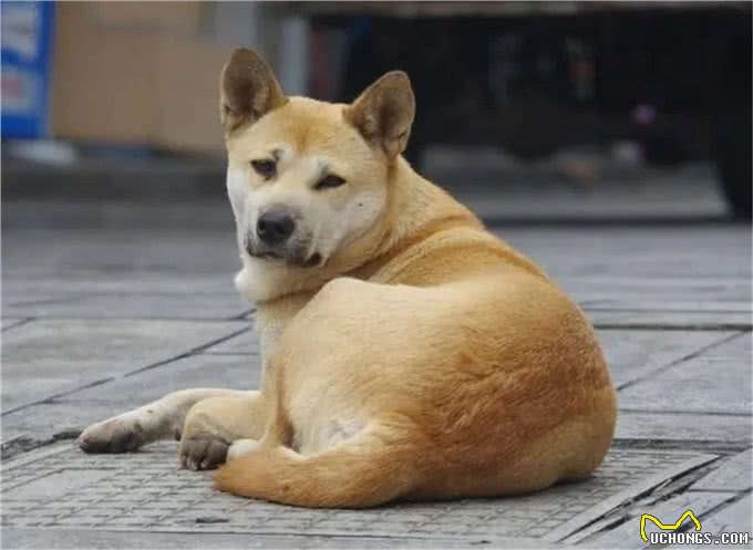 神犬矮脚虎，一口封喉狼青犬，还学豺爱掏肛，如今为何难得一见?