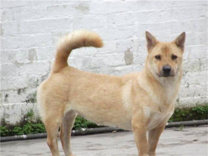 神犬矮脚虎，一口封喉狼青犬，还学豺爱掏肛，如今为何难得一见?