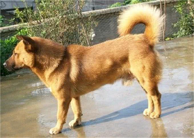 神犬矮脚虎，一口封喉狼青犬，还学豺爱掏肛，如今为何难得一见?
