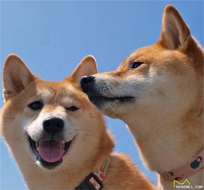 给狗狗喂狗粮应注意的三点