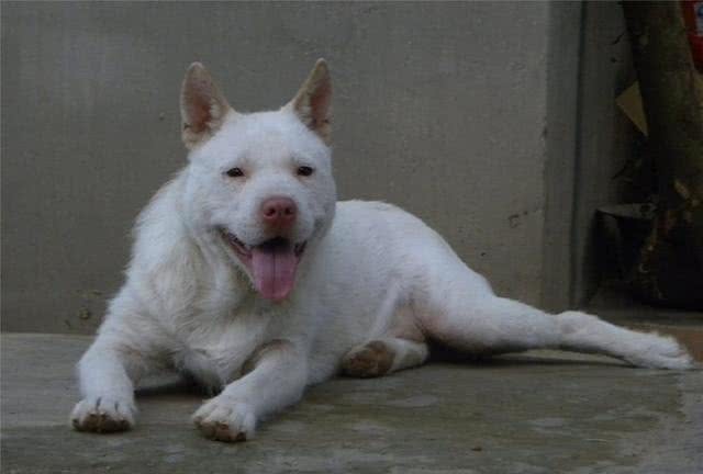 世界上最有猎性的狗是哪个品种呢?中华名猎下司犬为国争光