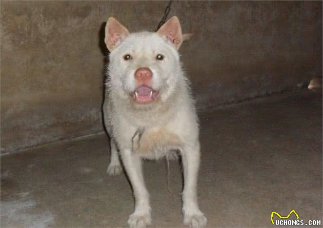 世界上最有猎性的狗是哪个品种呢?中华名猎下司犬为国争光