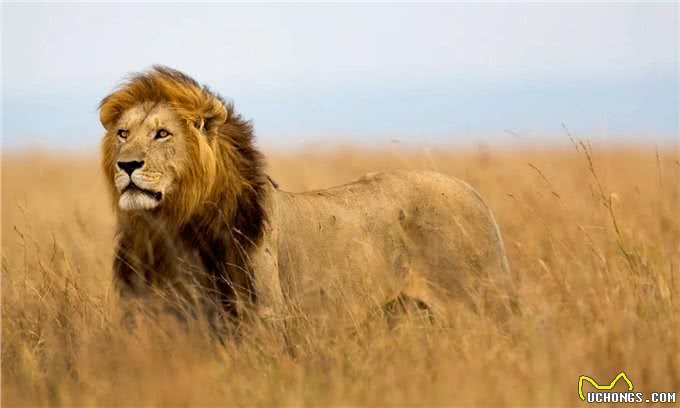 犬科动物史上,出现过顶尖的猛兽,能挑赢现代猫科吗?