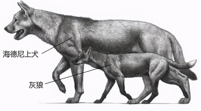 犬科动物史上，出现过顶尖的猛兽，能挑赢现代猫科吗?
