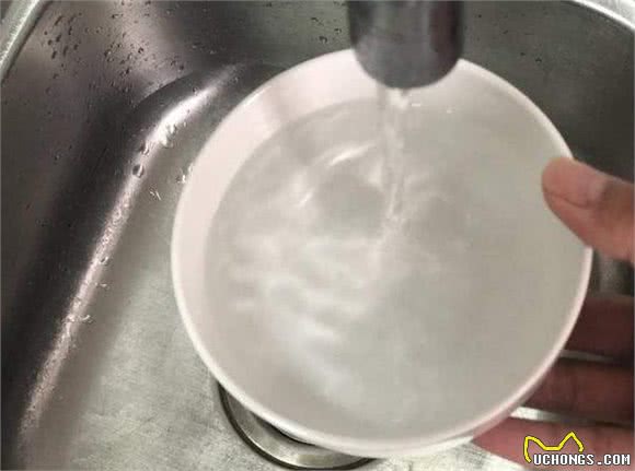 饲养雪纳瑞，注意好这几点，狗狗可长命几年