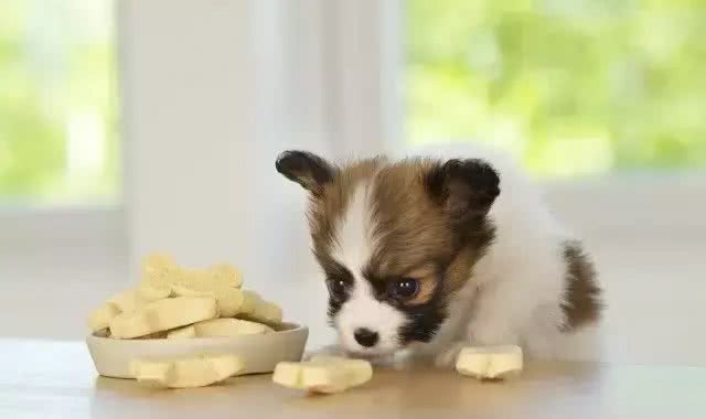 宠知识|冬季狗狗饮食注意要点，你家的狗狗饮食合理吗?