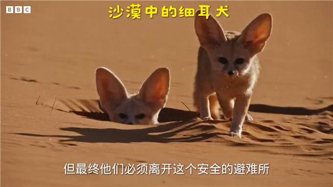 撒哈拉沙漠中的王子—细耳犬—动物科普知识