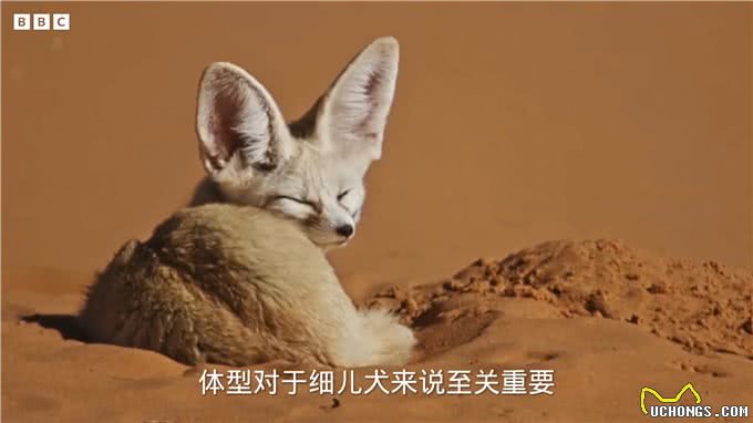 撒哈拉沙漠中的王子—细耳犬—动物科普知识