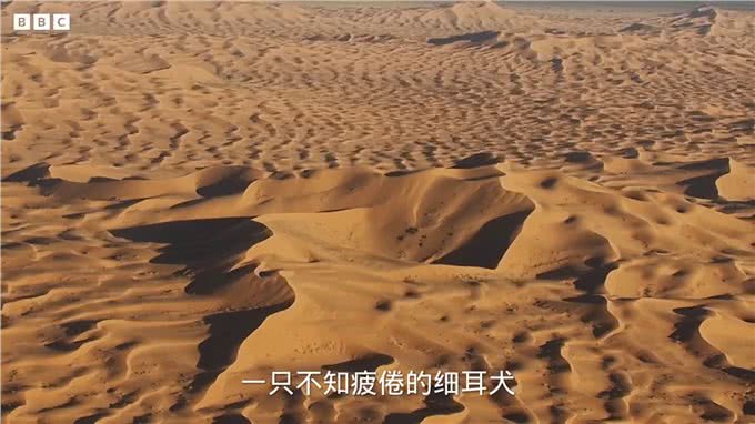撒哈拉沙漠中的王子—细耳犬—动物科普知识