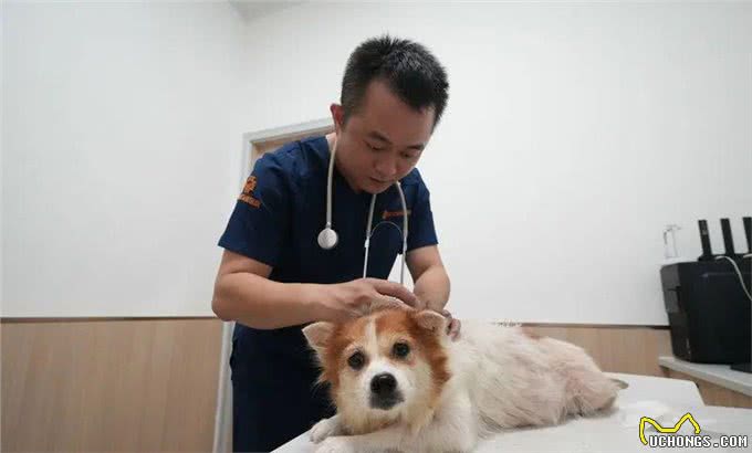 网友怒赞!深圳街头狗妈妈难产，阿姨扔下烧烤摊