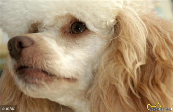 狗狗肠胃不好有怎样的表现?好好调理还你一只健康狗狗