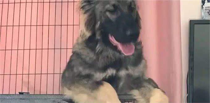 养高加索之前，花2分钟了解行吗?