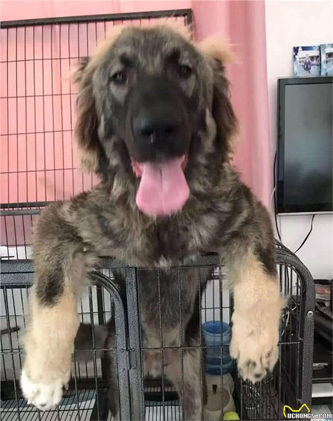 养高加索之前，花2分钟了解行吗?