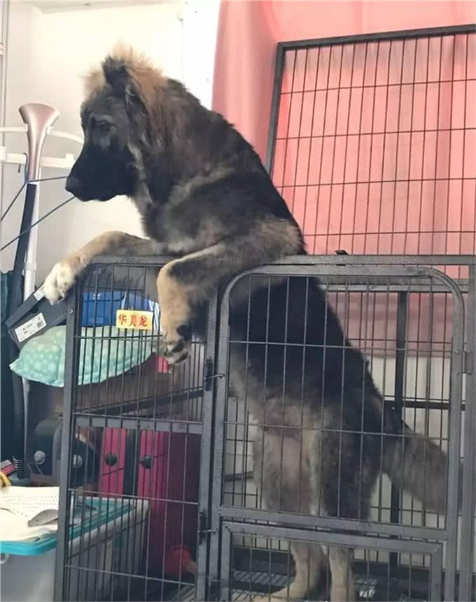 养高加索之前，花2分钟了解行吗?