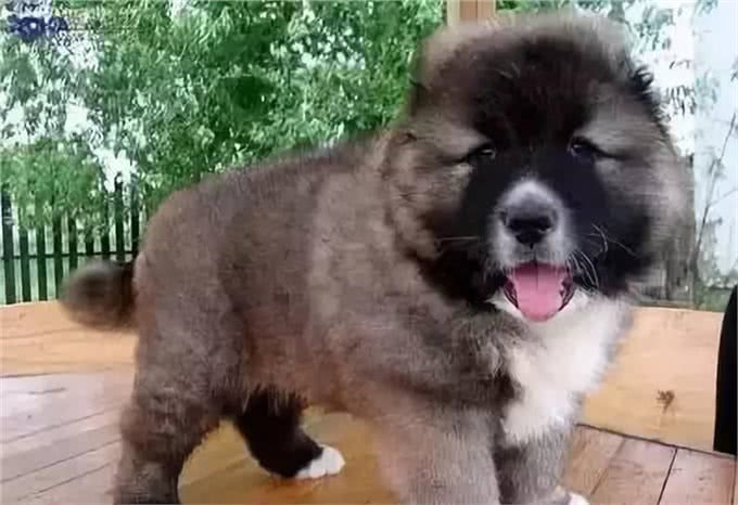 养高加索之前，花2分钟了解行吗?