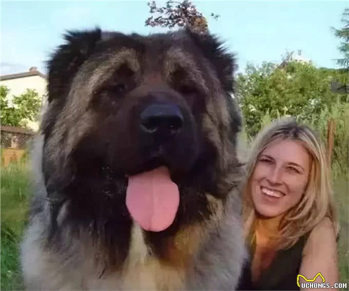 养高加索之前，花2分钟了解行吗?