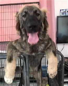 养高加索之前，花2分钟了解行吗?