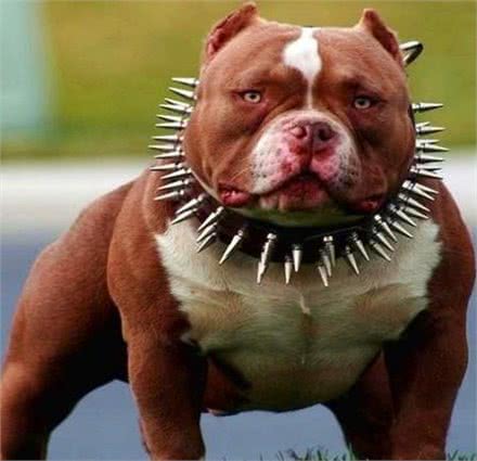 超大型美国恶霸犬:一种男人的犬!