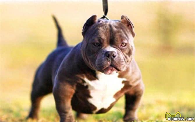 超大型美国恶霸犬:一种男人的犬!