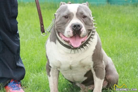超大型美国恶霸犬:一种男人的犬!