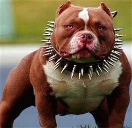 超大型美国恶霸犬:一种男人的犬!