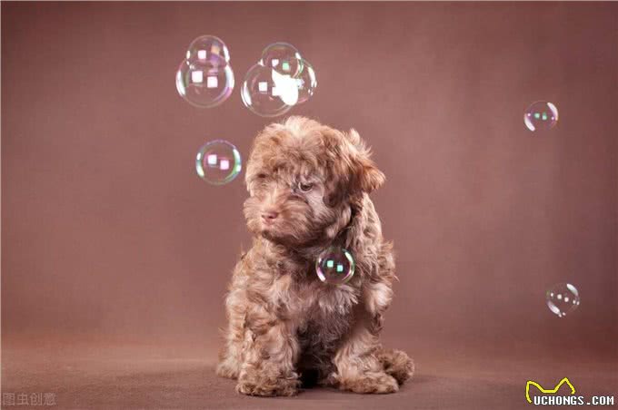 幼犬太累了?以下是如何判断您的幼犬是否过于疲惫的简单解决方案