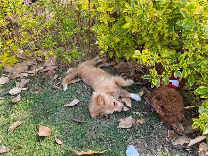 幼犬太累了?以下是如何判断您的幼犬是否过于疲惫的简单解决方案