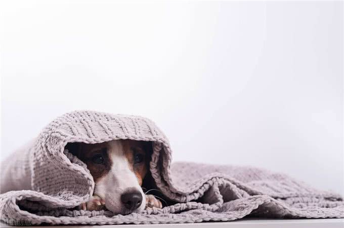 幼犬太累了?以下是如何判断您的幼犬是否过于疲惫的简单解决方案