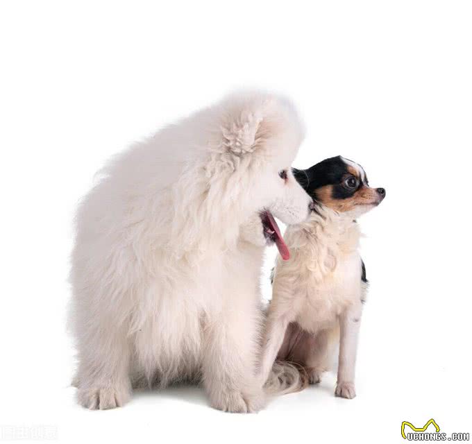 幼犬太累了?以下是如何判断您的幼犬是否过于疲惫的简单解决方案