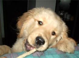 家有乖乖狗!宠物驯养第六期