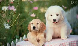 难道因为这些，你才不养大白熊犬的原因吗?