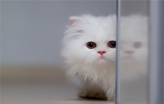 夏天宠物掉毛严重怎么办?可能是主人的问题哦