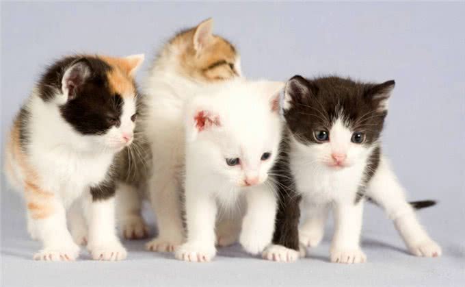 夏天宠物掉毛严重怎么办?可能是主人的问题哦