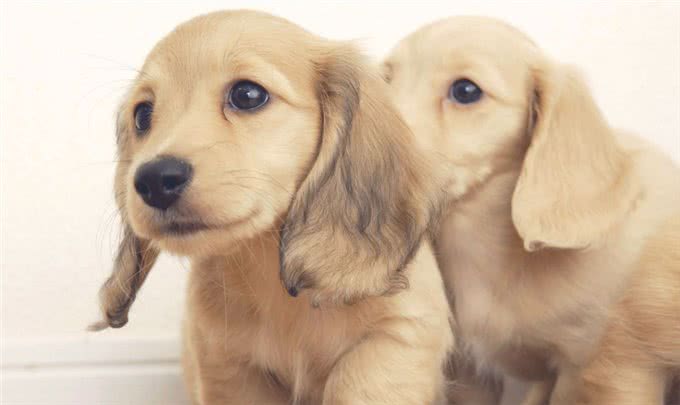 夏天宠物掉毛严重怎么办?可能是主人的问题哦