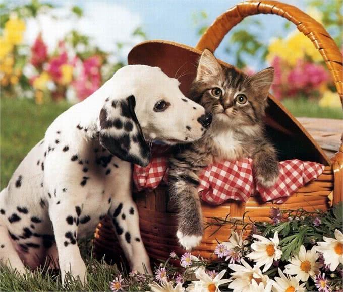 夏天宠物掉毛严重怎么办?可能是主人的问题哦